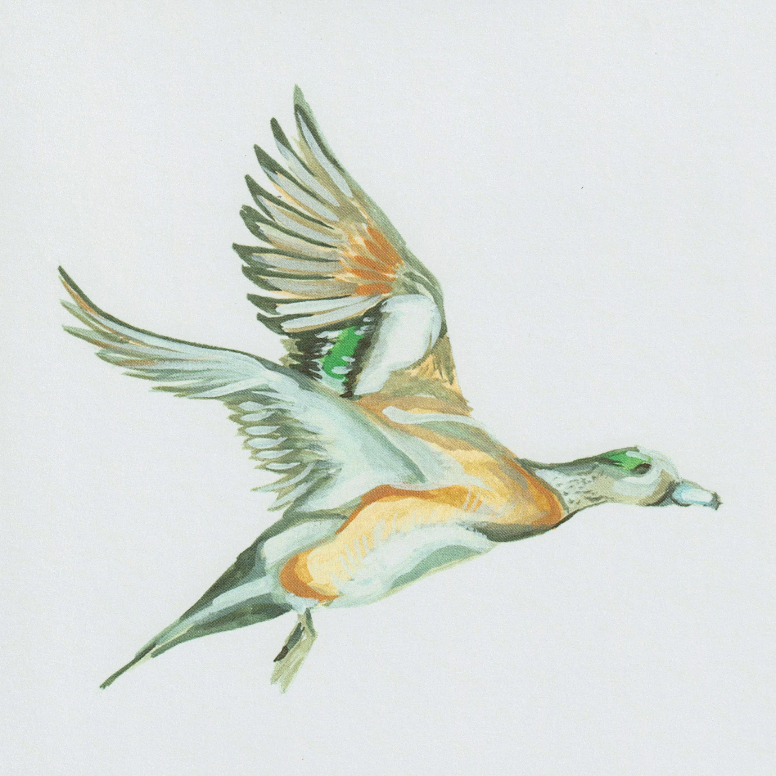 American Wigeon Print