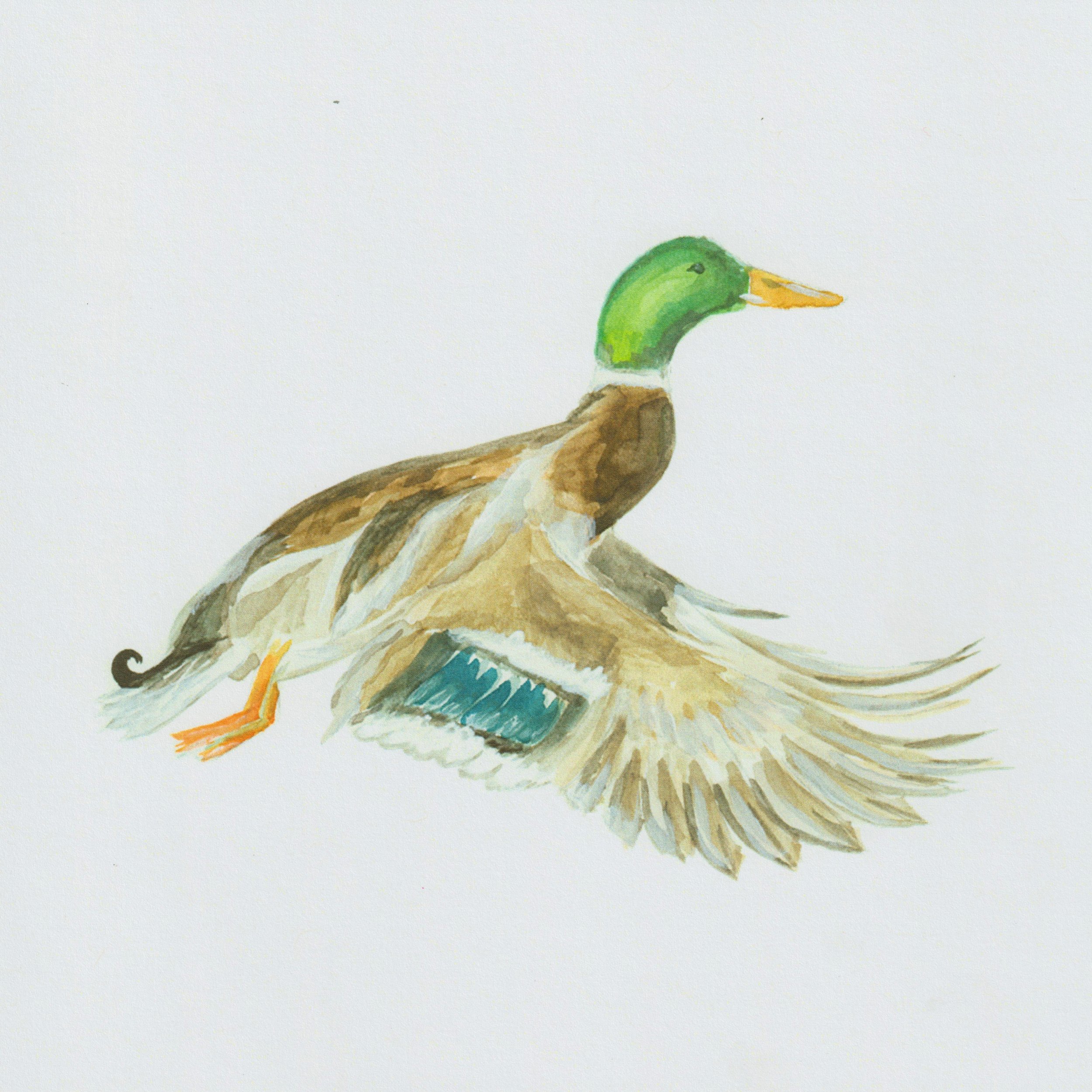 Mallard.jpeg