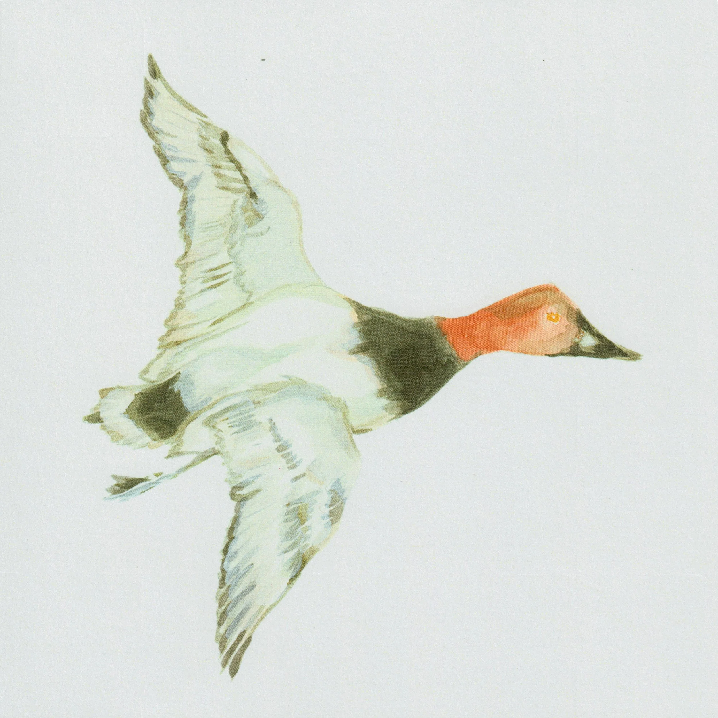 Canvasback.jpeg