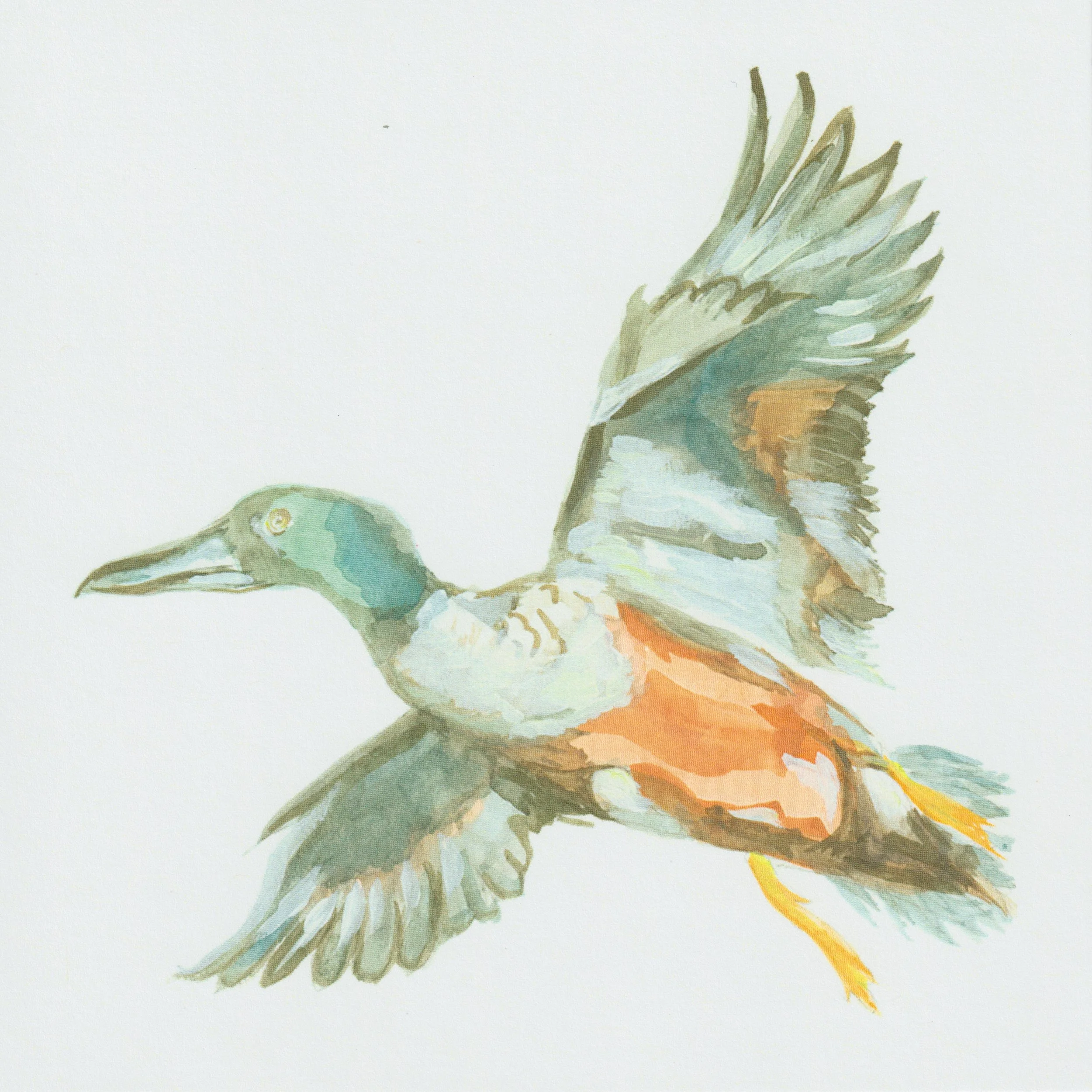 Northern Shoveler Print