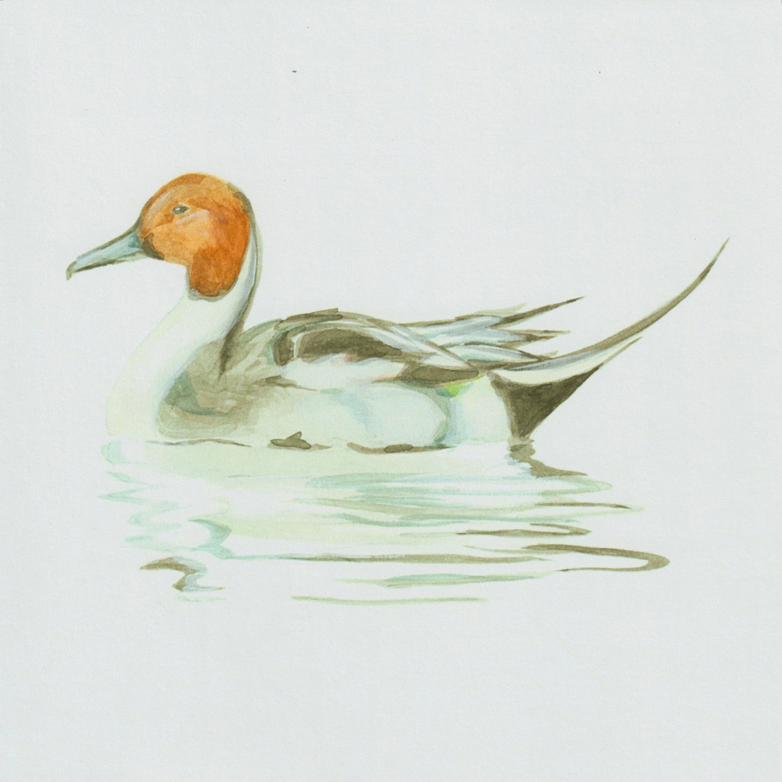 Pintail.jpeg