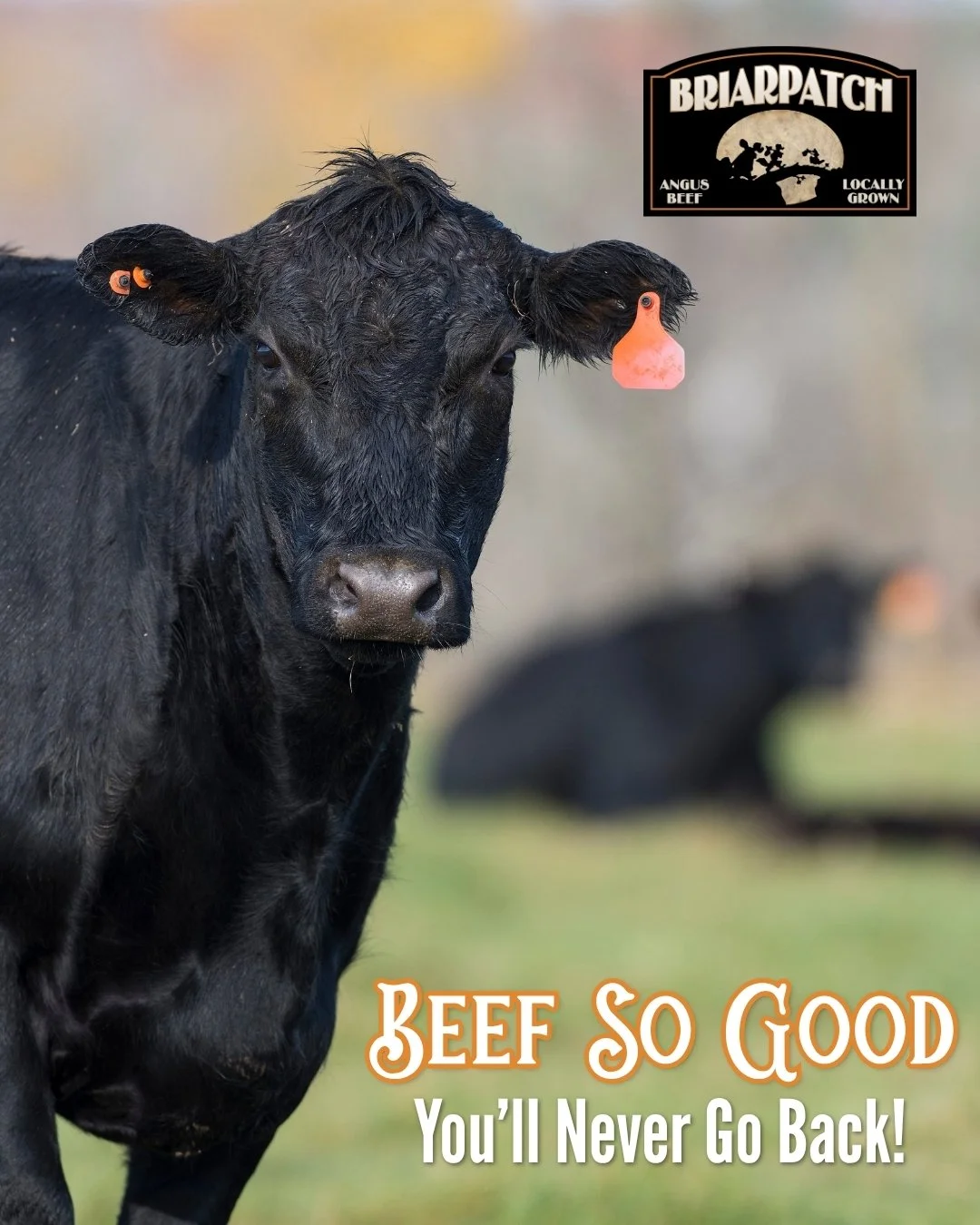 Try locally raised, grass-fed, and grain-finished Angus beef once, and you&rsquo;ll wonder how you ever settled for grocery-store cuts. 

At Briarpatch Farm, we take pride in raising quality beef with care, flavor, and tradition in every cut. From bu