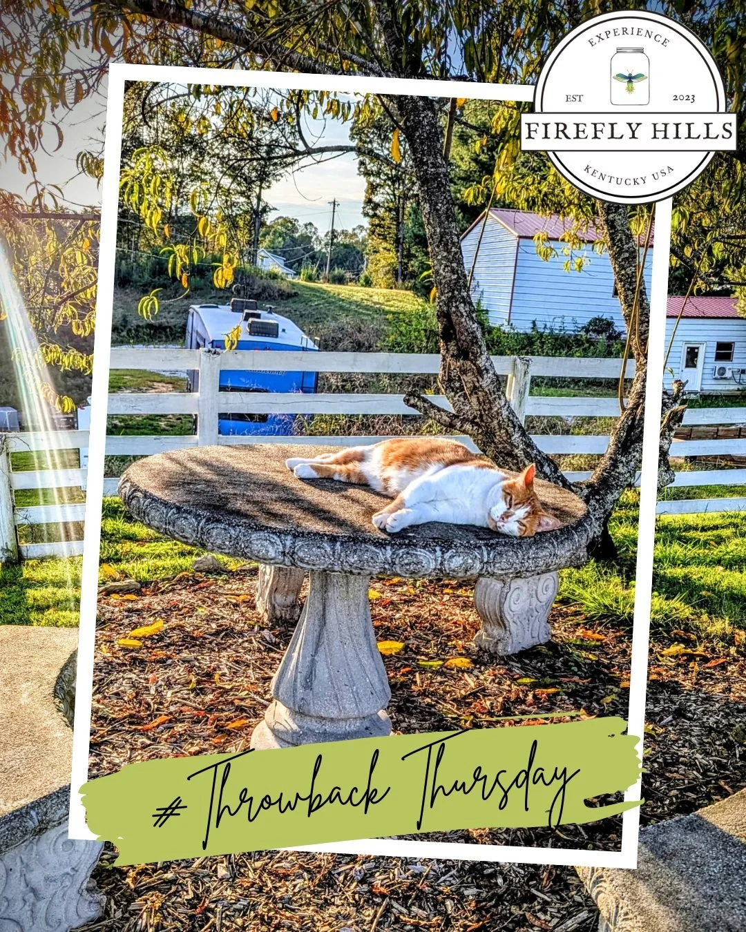 #TBT to warmer days at Firefly Hills, featuring Ralph soaking up every last beam of sunlight😻☀️ 
Summer days done right. 

#FireflyHills #SummerVibes #ThrowbackThursday #FarmLife #SunbathingCat #Kentucky  #CountryLiving #TBT