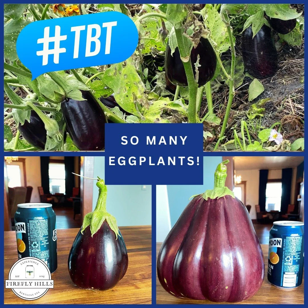#TBT to the most impressive eggplants our garden has ever seen!!!

🌱 What's your favorite/ the most impressive thing grown in your garden? 
📸 Drop a picture in the comments! 👇

#fireflyhills #Kentucky #tbt #community #garden #grow #plant #homestea