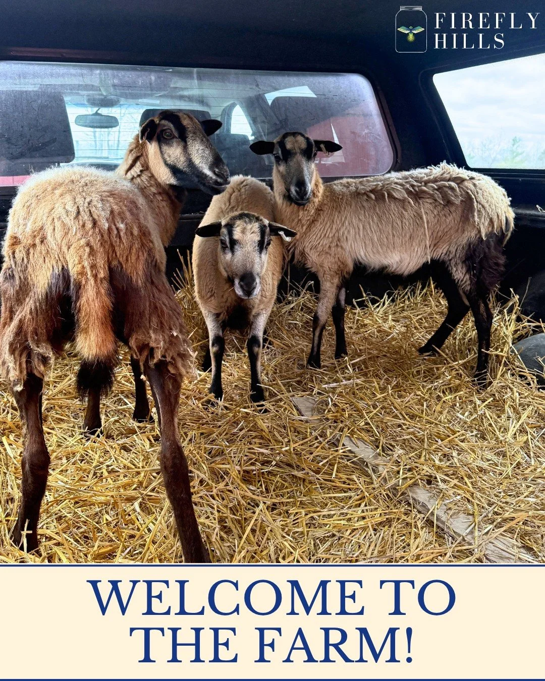 🐑 We're woolly excited to welcome new animals to the Farm! 

These 3 sheep made it to their new home here with us at Firefly Hills and it brings us shear joy! 😍 
They're just one new animal that we'll be adding to the farm so stay tuned while our h