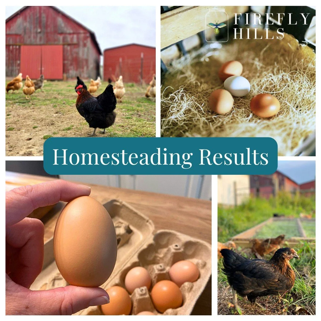 🐔 We expanded our flock last Spring and it is safe to say that they are all living their best life.

They're a great example of the homesteading experience we offer here at Firefly Hills. When you stay with us, you can help feed the chickens and eve