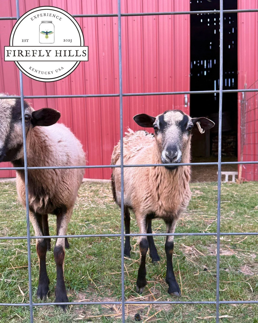 Last week we announced our exciting new sheep addition to the homestead here at Firefly Hills! Today, we're celebrating a birthday! 🎉

Everyone, meet Cherokee. 🐑 
Today is her 1st birthday and we're so happy she's here with us for it. Feel free to 