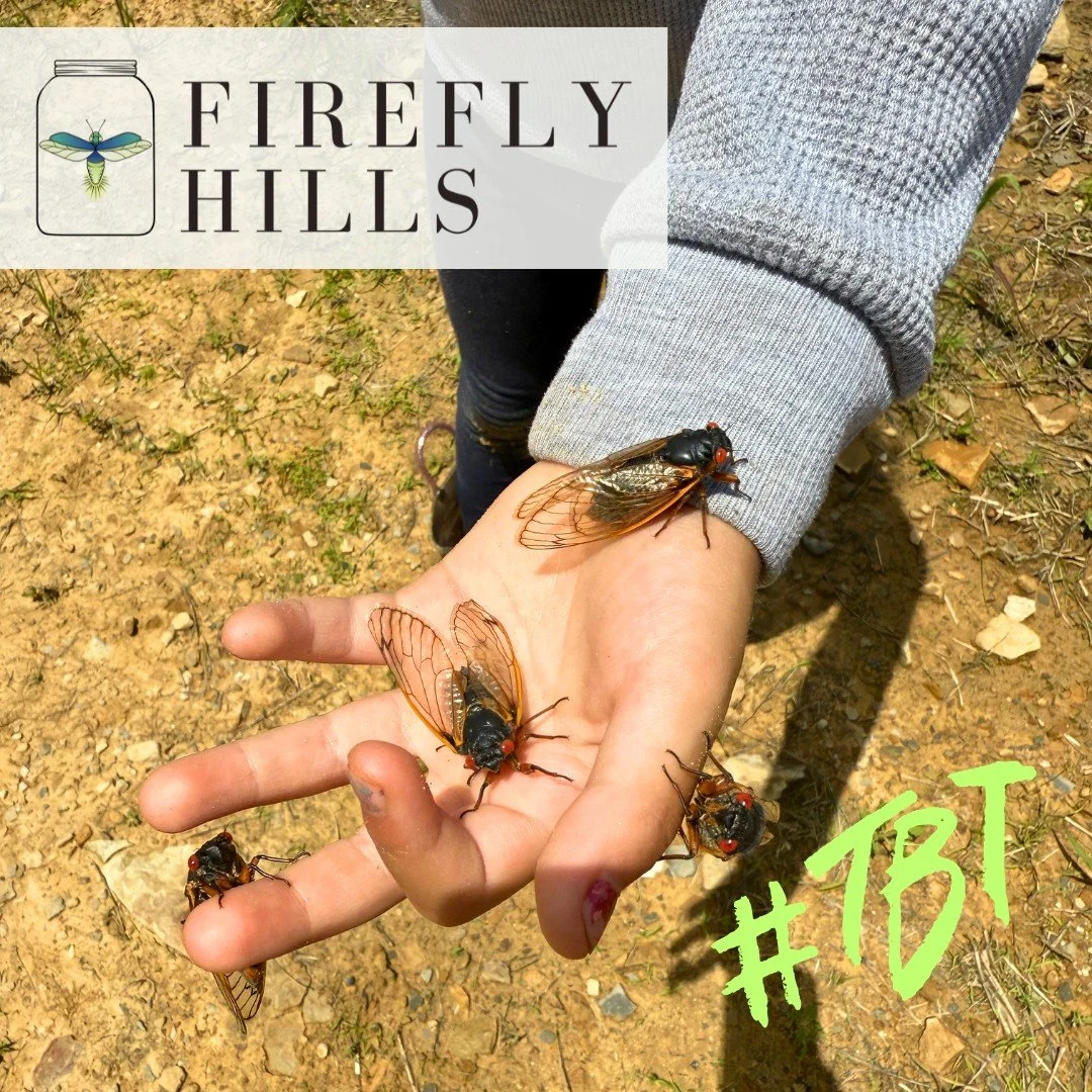 #TBT to this time last year when the 7-year Cicada started emerging for their long awaited comeback!

#fireflyhills #kentucky #campground #cicada #April #exploremore #redrivergorge