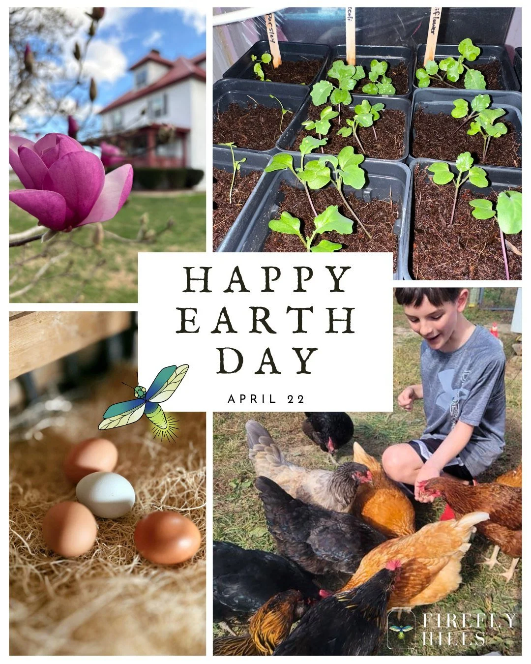 Spring is in full swing here at Firefly Hills. Seedlings are sprouting in the garden, fruit trees are blooming, the sheep are bleating and the chickens are busy scratching around, reminding us just how alive and generous the Earth truly is.

We celeb