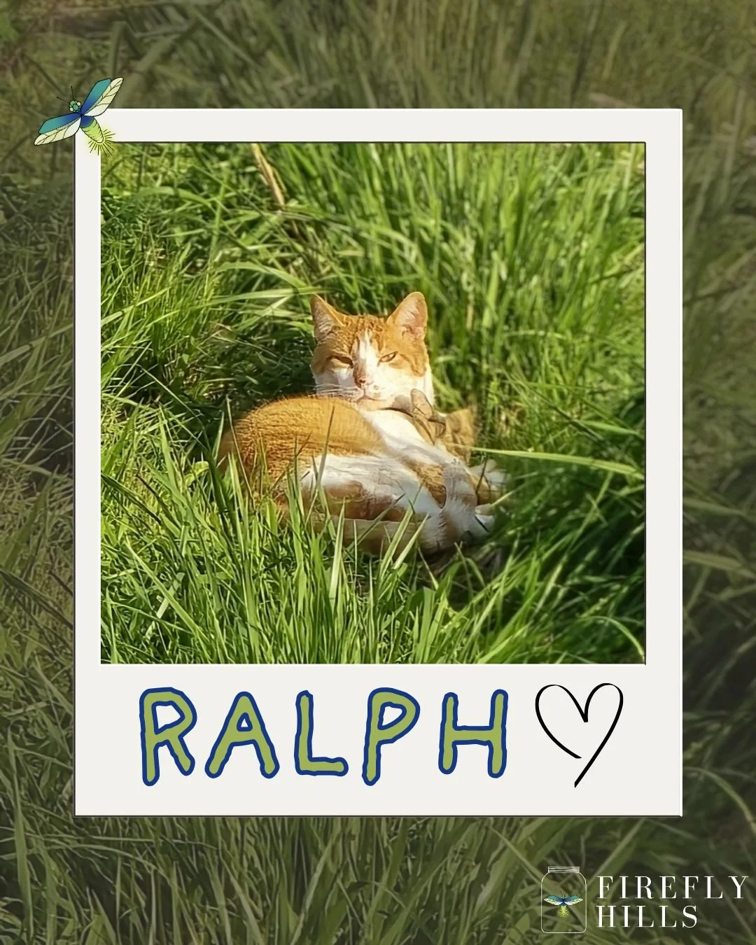 🐈 Here, we see a rare Ralph in his natural habitat. 

What do you think is on his mind in this pic? Let us know in the comments👇

#fireflyhills #kentucky #campground #manager #Ralph #catlife