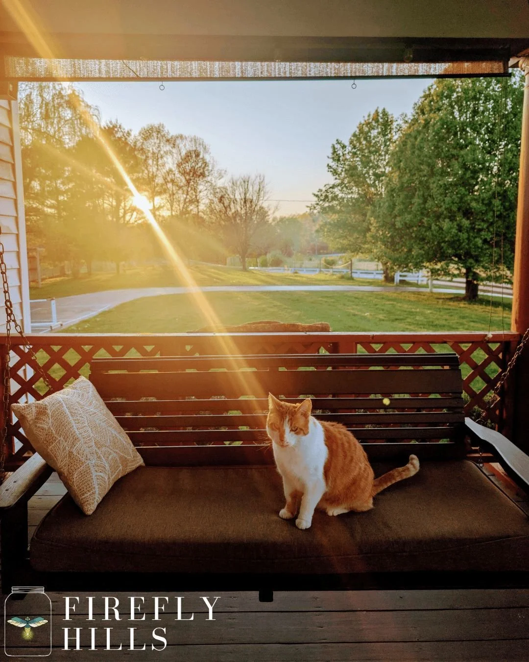 🌄 Ralph's a sucker for a beautiful sunset on the porch swing of our farmhouse. We can't say we blame him... Do you? 😻

#FireflyHills #Kentucky #Farmhouse  #Summer #Sunset #Camp #Cat