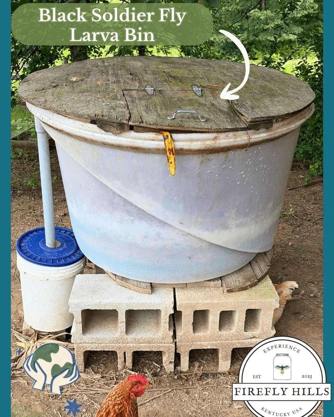 🏡♻️ August is Sustainability Month here at Firefly Hills! To kick things off, we&rsquo;re highlighting a tiny but mighty part of our farm infrastructure: our Black Soldier Fly Larvae composting system.
Every day, we gather un-eaten food, eggshells, 
