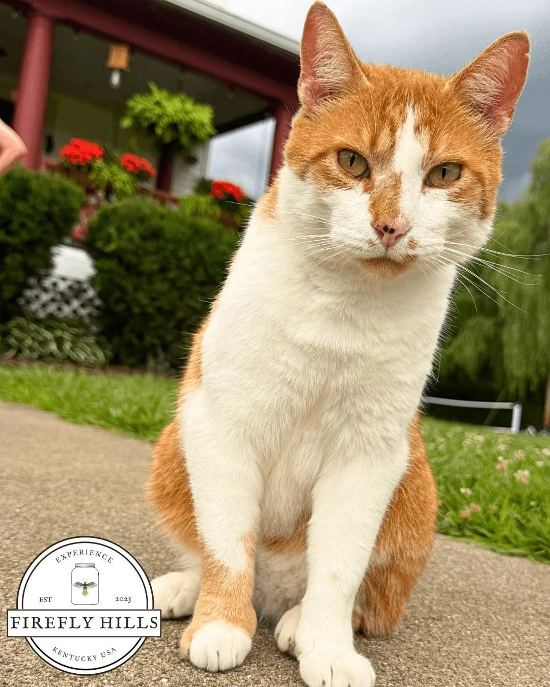 Happy Caturday from everyone's favorite farmhouse feline, Ralph. 🐈
And since this photo could be the album cover to his first single, we want to know what you think the title would be! 
Let us know in the comments below 👇

#FireflyHills #Kentucky #