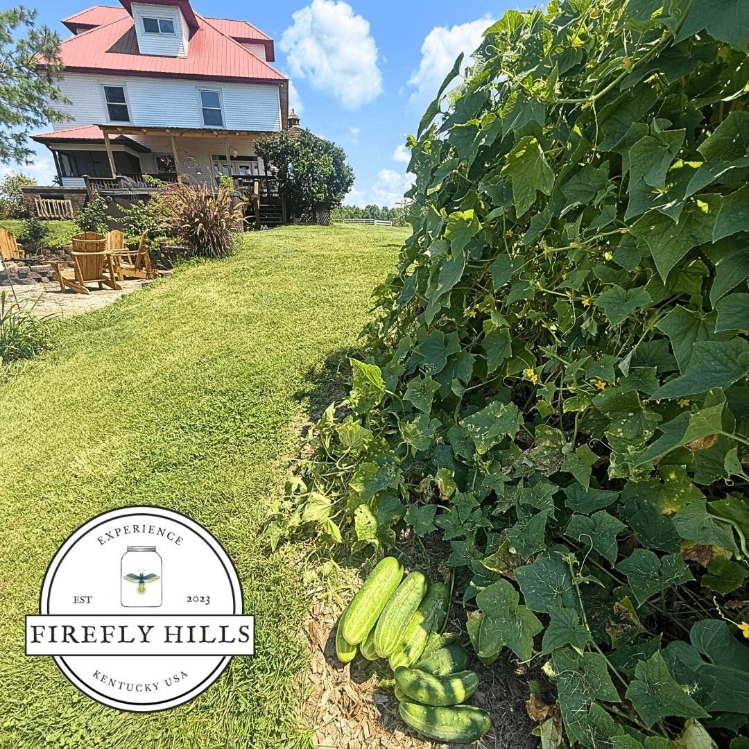 Fresh from the vine to your table! 🥒✨
Our community garden is overflowing with crisp, delicious cucumbers. Come grab some during your stay!

www.fireflyhillskentucky.com

#FireflyHills #Kentucky #Homestead #Campground #Community #Garden #Stay #RedRi