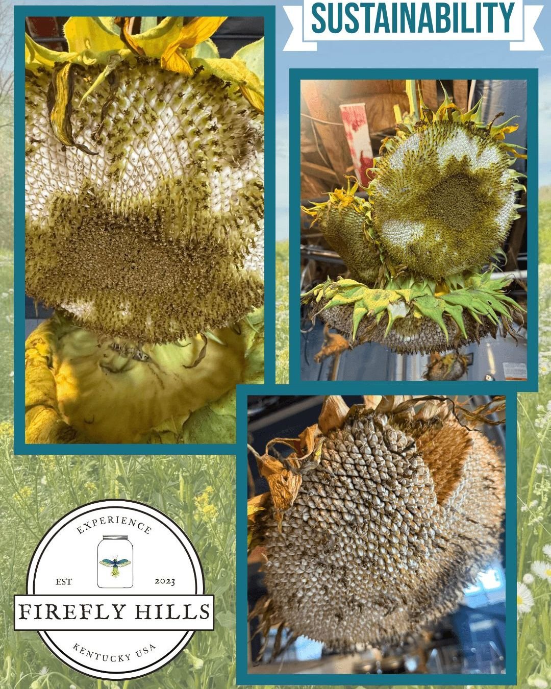 🌻 August Sustainability Month at Firefly Hills! 🐓
Look at these beauties! This week, we are celebrating the sunflowers we grew all summer long and how they continue to give back to our homestead. We are currently drying out the sunflower heads to h
