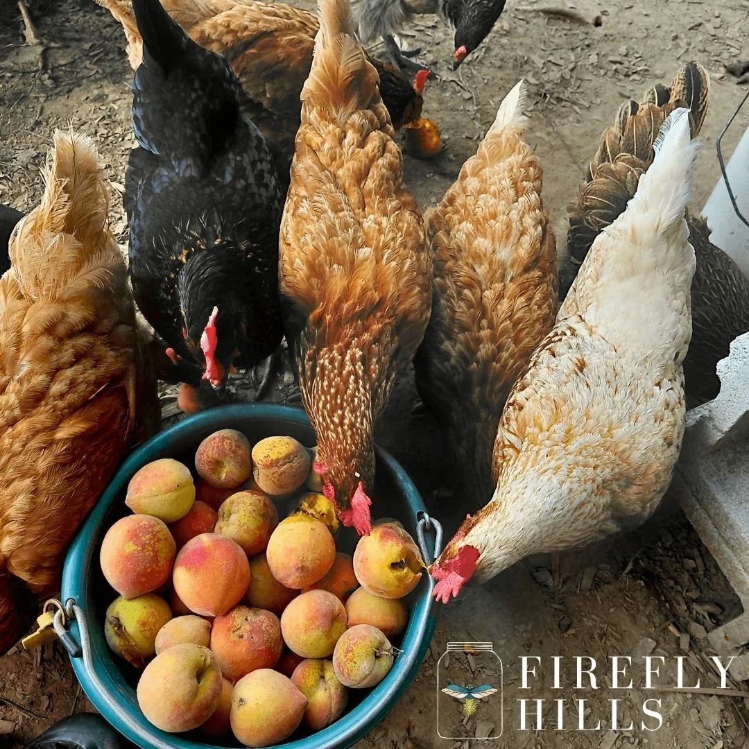 The early bird gets the... fallen fruit? 🍑 
Life at Firefly Hills is all about sharing the bounty. Turns out we weren&rsquo;t the only ones excited about the fruit from our trees this year. 🐓✨

#FireflyHills #Kentucky #Homestead #Campground #Fruit 