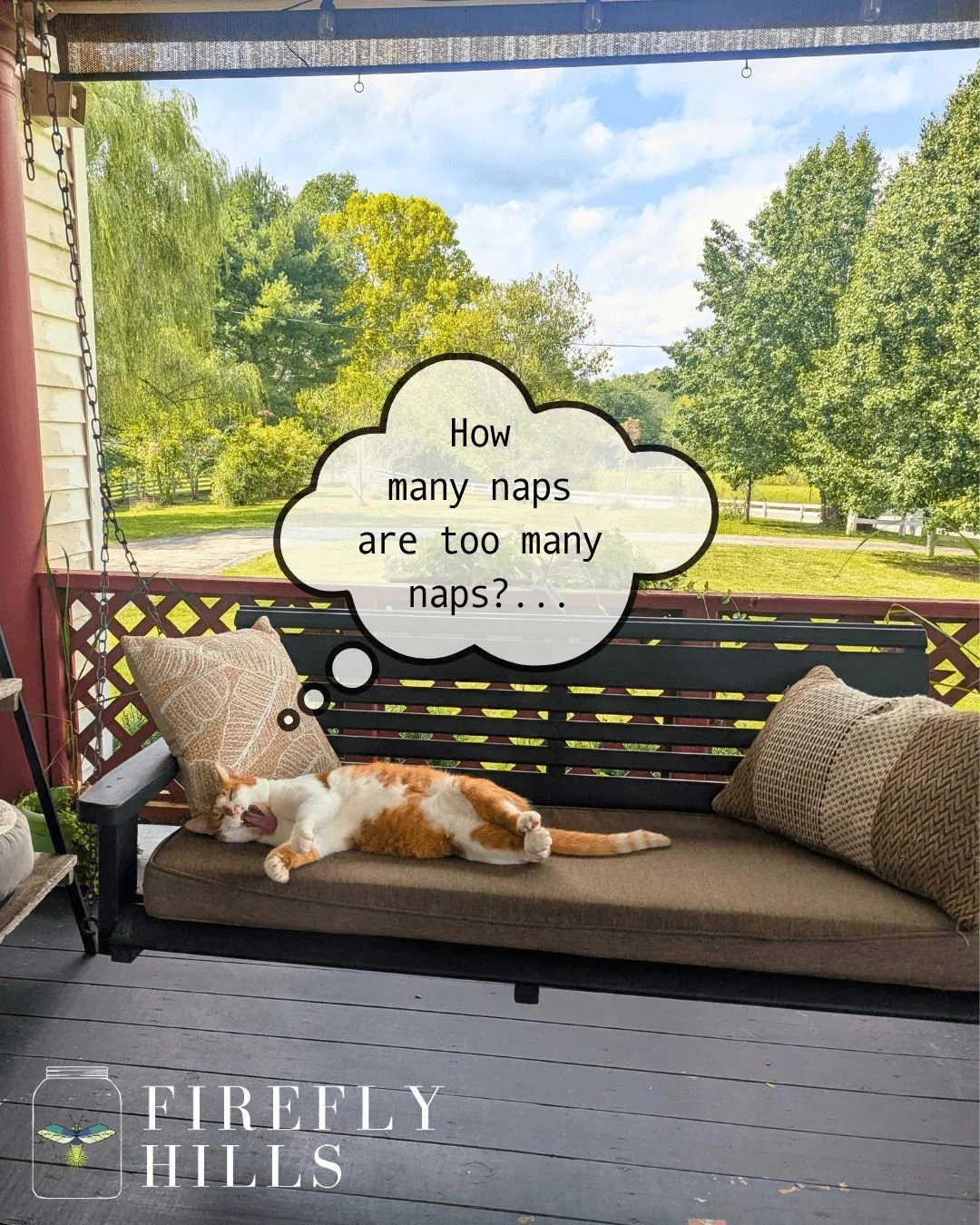 Ralph's life motto: When in doubt, take a nap. You'll figure it out later. 🐈

#FireflyHills #Kentucky #Farmhouse #Cats #Campground #Homestead