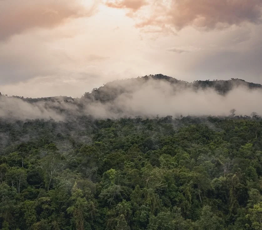 Cardamom National Park - View.jpg