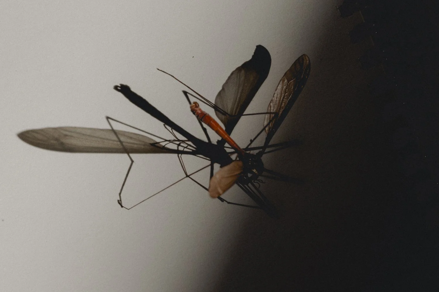 CORALDR-5.jpg