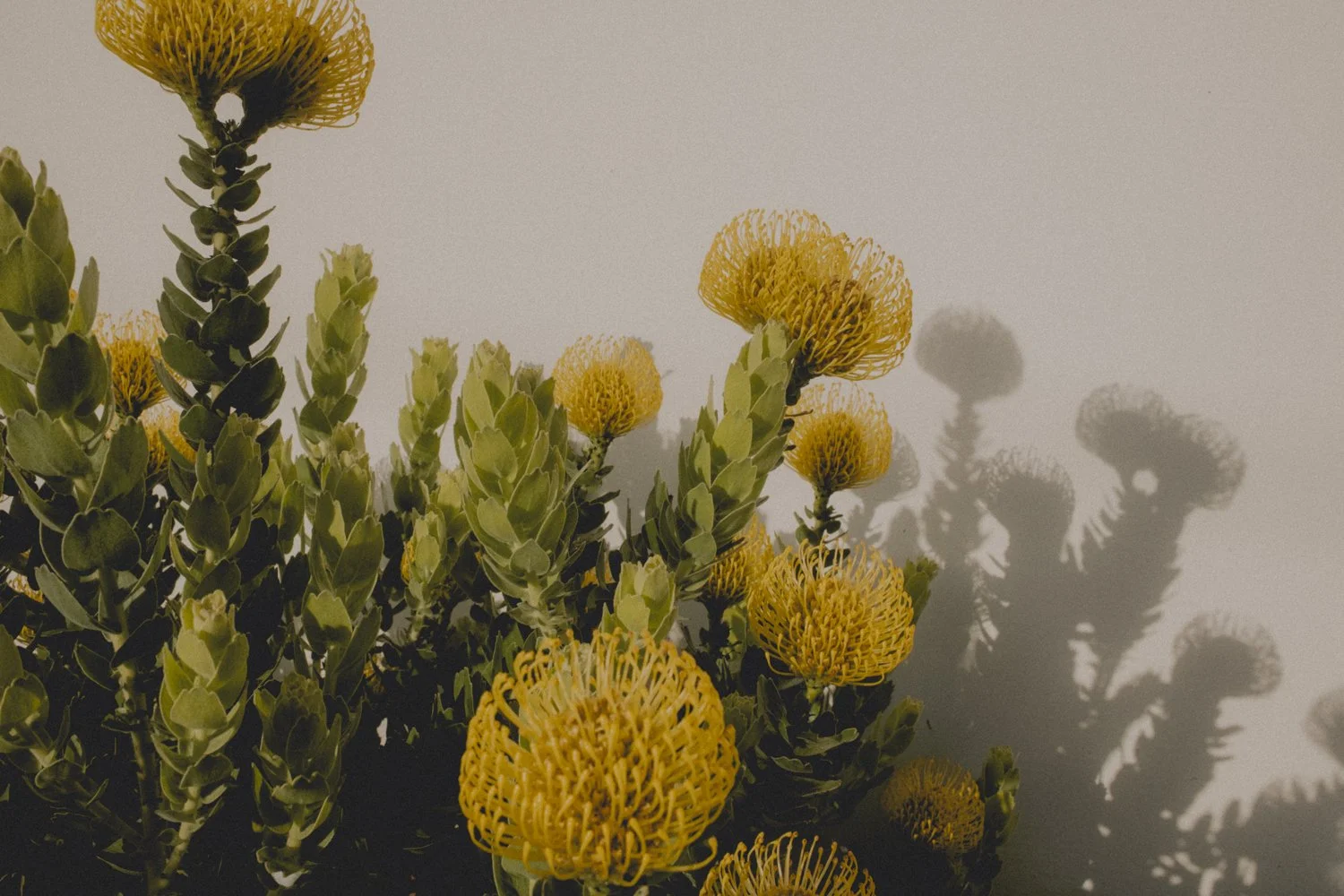 CORALDR-9.jpg