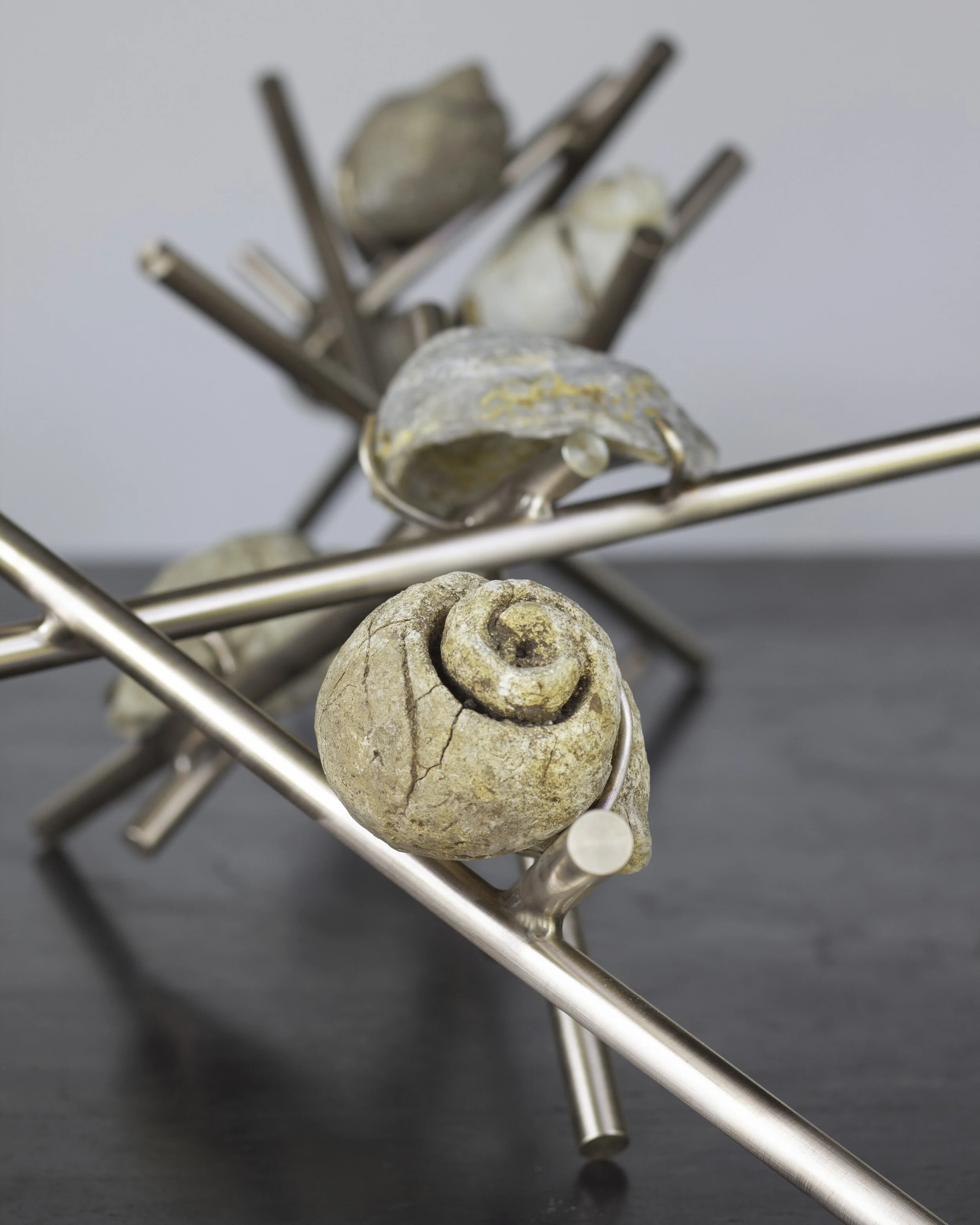 fossils-spiral.jpg