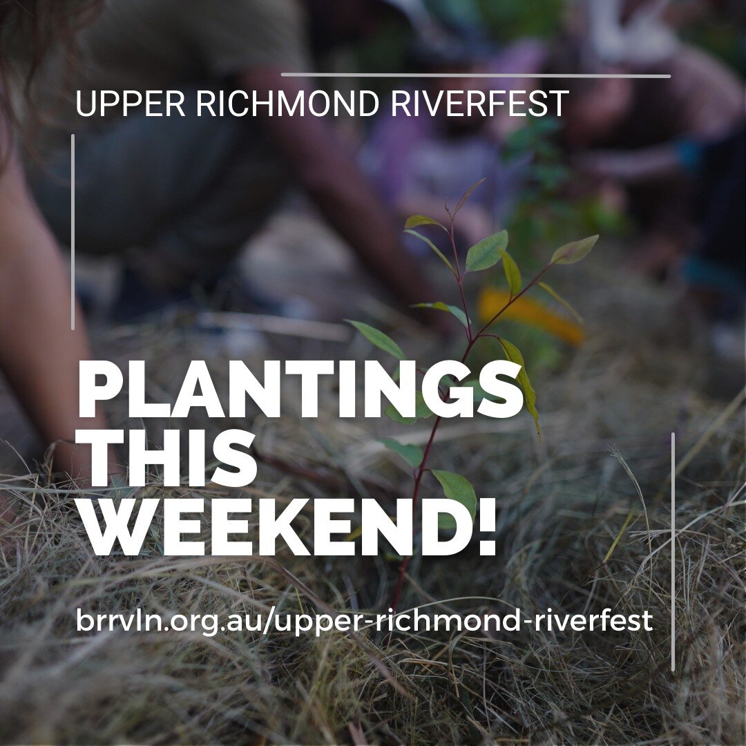 COMMUNITY TREE PLANTING BACK CREEK #2
Sunday, 30 April 2023, 9:00 am  1:00 pm

The Casino Food Co-op would like to invite you to our Back Creek restoration plan which will rehabilitate an area of private land on the banks of Back Creek. Part of the R