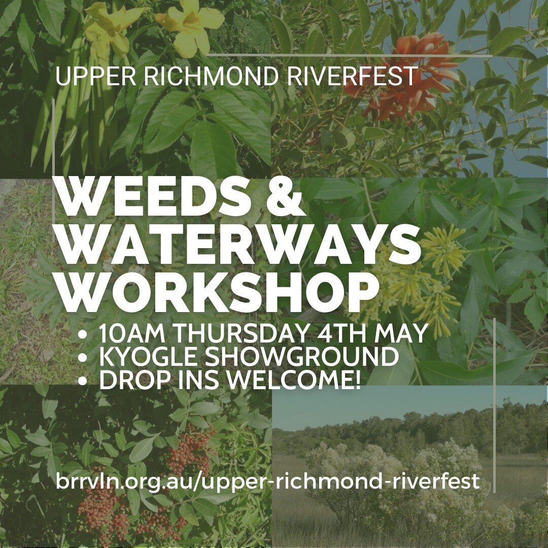 WEEDS AND WATERWAYS WORKSHOP
Kyogle Showground Luncheon Room
Thursday, 4 May 2023 10:00 am  12:00 pm

Focus on flood weeds, water weeds and riverbank weeds.
Bring along your plant / weed samples for identification!

🌿Sarah Angus and Morgan Whitlen R