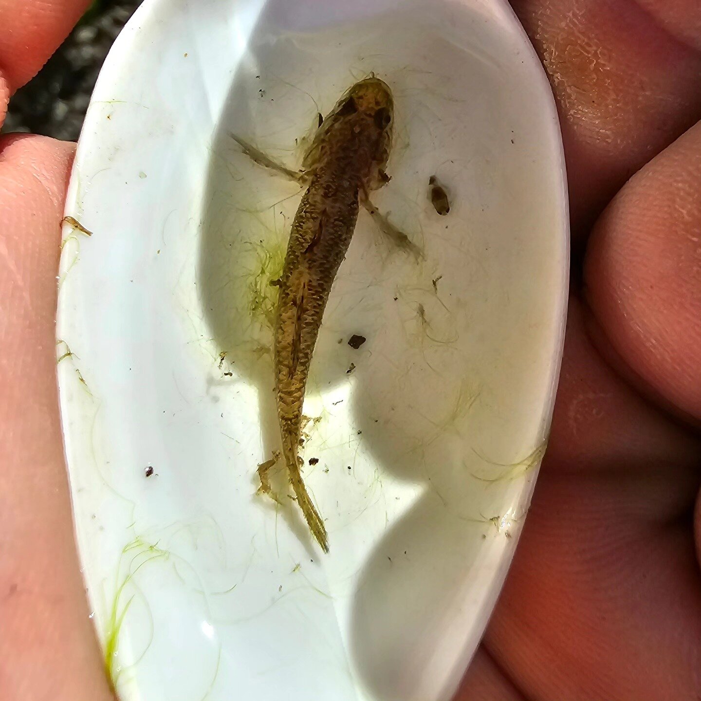 Guess who? No, really, can you tell us what freshwater fish this is? Caught in the Richmond River upstream of Kyogle. 

Photo: Brendan Cox

#richmondriver #freshwaterfish #freshwaterecology #identification #help