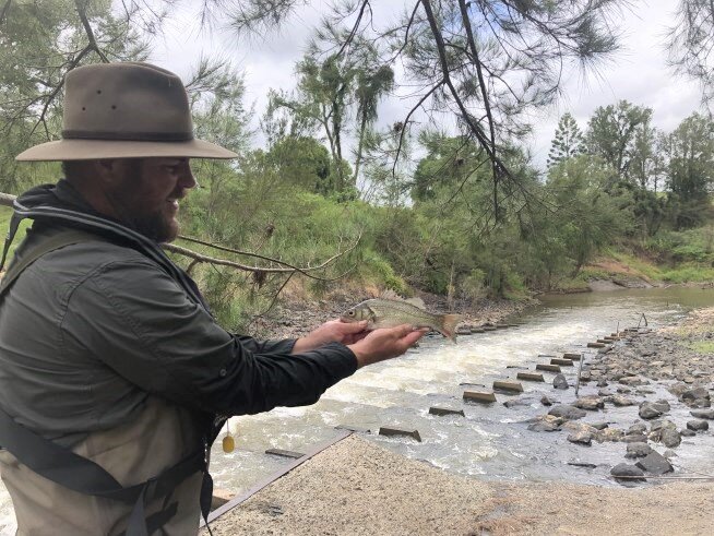 Good news for fish in the Upper Richmond!

THE installation of a fishway at the Kyogle Weir is good news for the Richmond River, its fish, and recreational fishers.

A recent survey found more than 12 different species of native fish using the fishwa