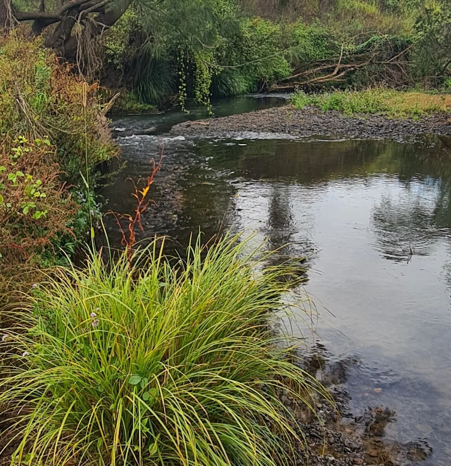 Today we are BALUUN YARNING at EDEN CREEK HALL 

Saturday 13th until 4pm - come join us!

Listen to and speak with river experts and passionate locals. Share your stories, experiences and hopes for the river. An opportunity to bring your voice to an 