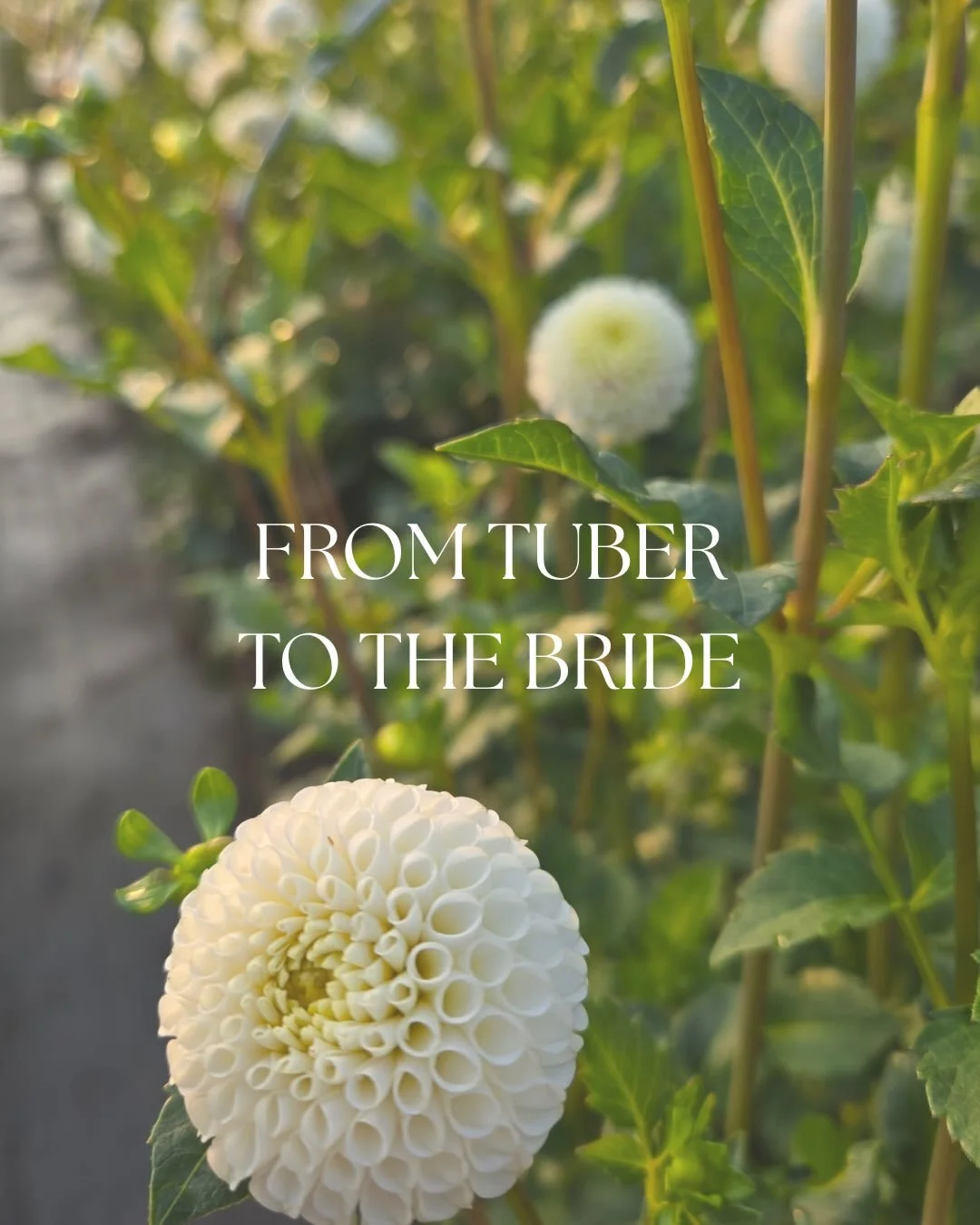 From Tuber to The Bride 🤍
Swipe to see where our dahlias begin, right here on the flower farm! 

They start as tubers tucked into the soil and grow all summer in our fields. Once they&rsquo;re blooming beautifully, we cut them and design them into w
