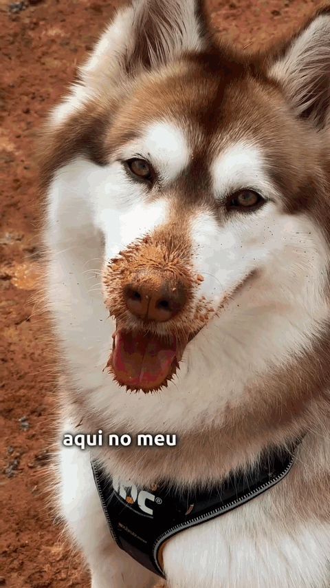 snapinsta-1790105412056.gif