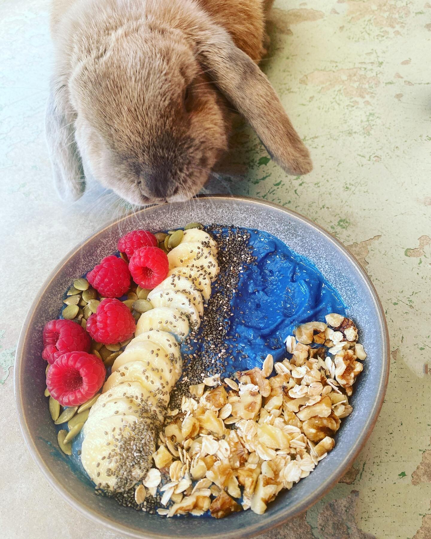 My little Milo getting very excited about the banana in my smoothie bowl! 🐰🍌😁⁣ I had to move quickly! 😂
⁣
This smoothie bowl was a yummy combination of frozen mango &amp; pineapple, blue spirulina, hemp protein powder topped with raspberries, ban