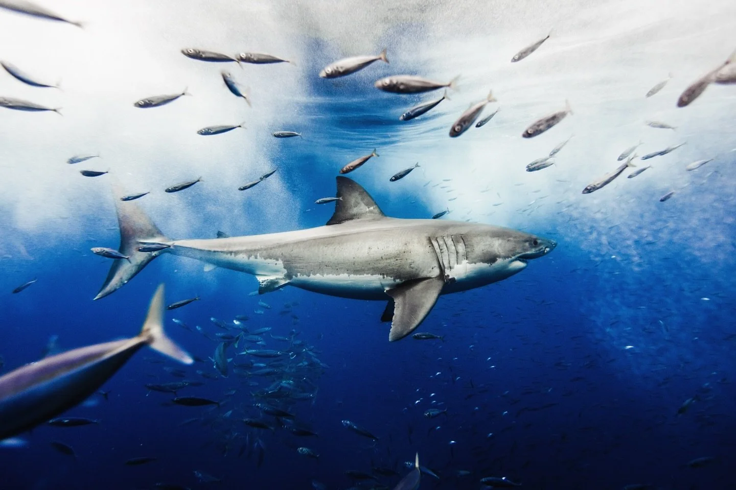 Earth Day = sharks on the feed. It&rsquo;s tradition at this point 🦈🌎 Healthy oceans need sharks
#EarthDayVibes #SharkLove #ProtectOurOceans