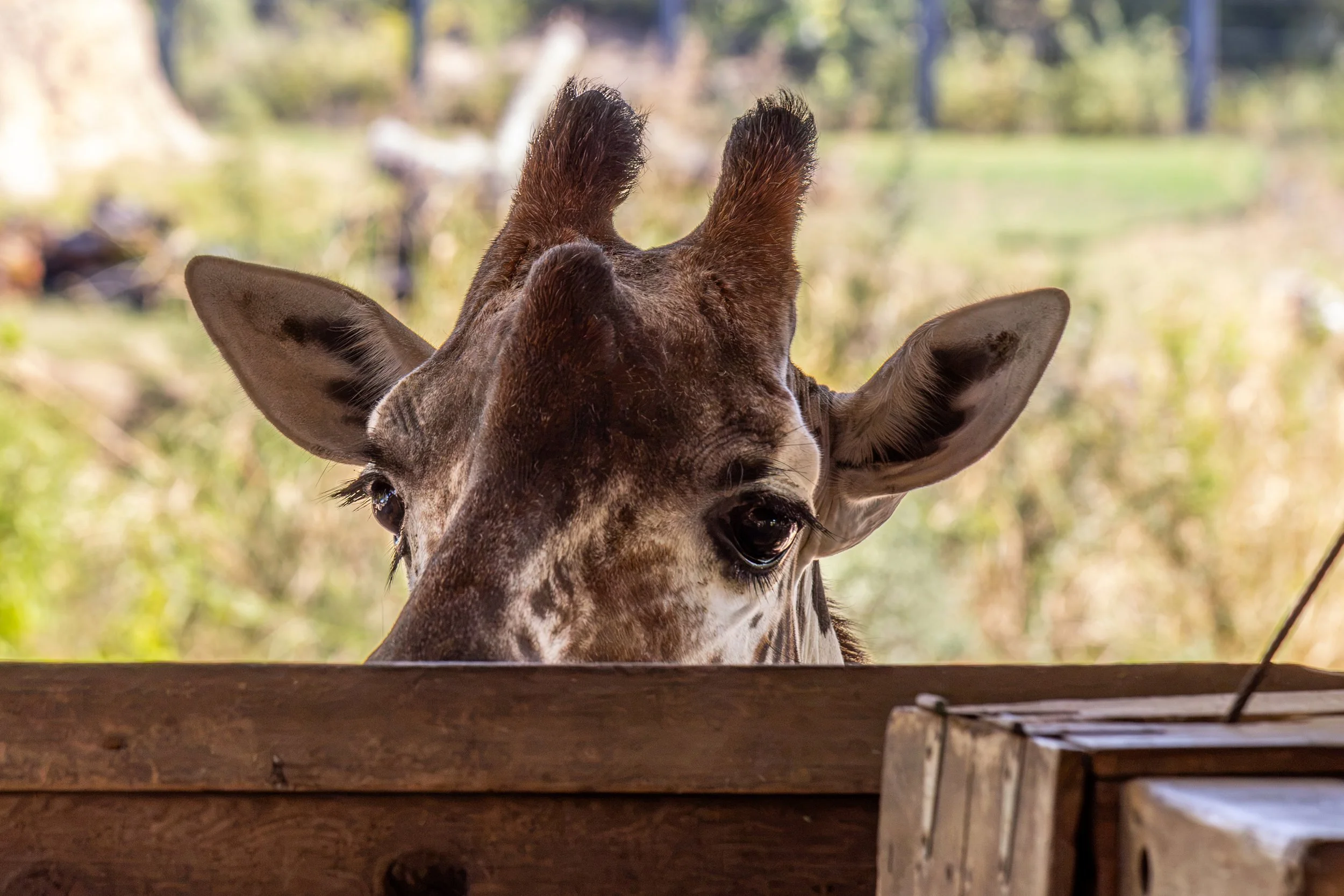 A giraffe peeks over at the Dallas Zoo