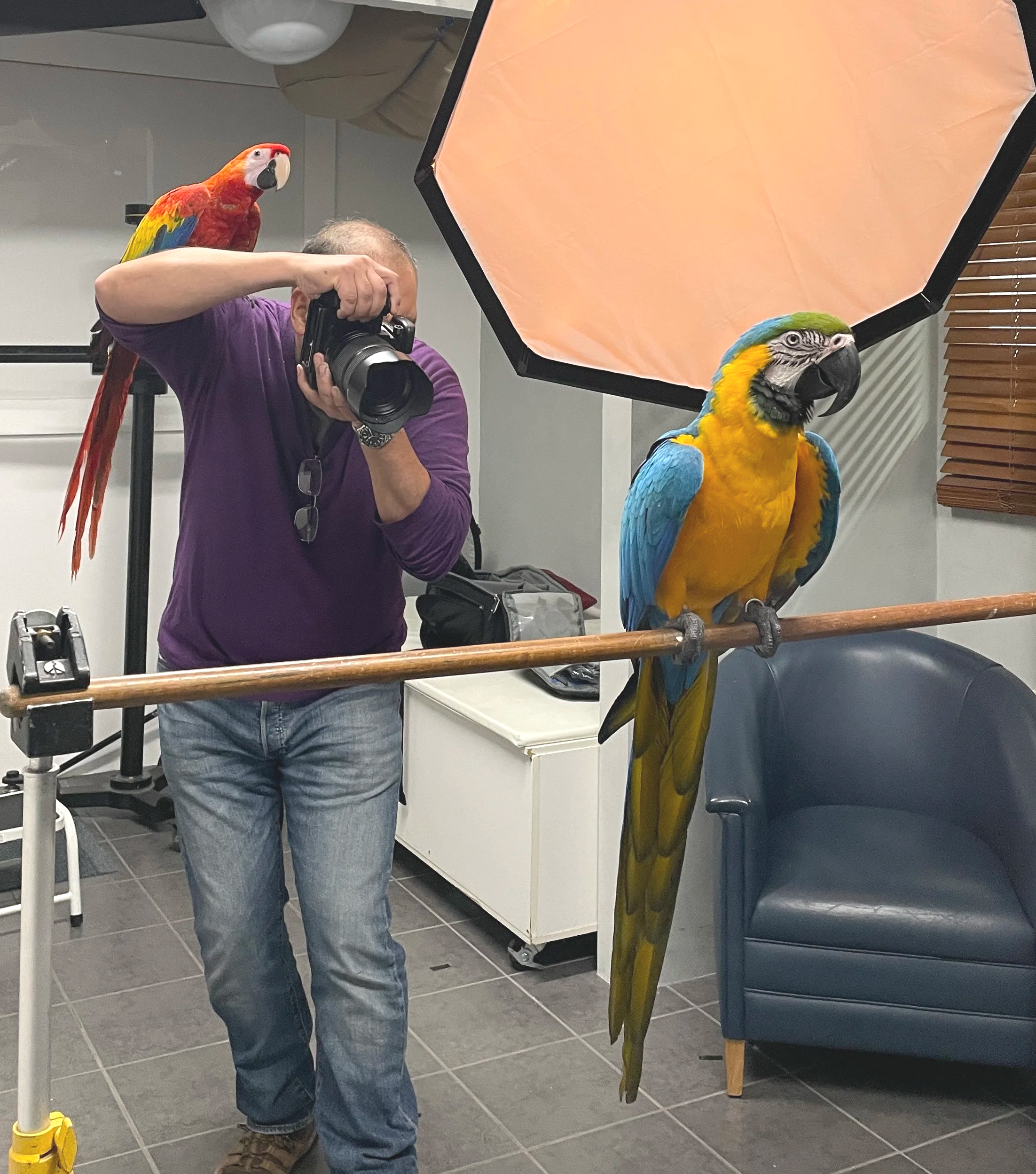 phil kuruvita, tasmanian photographer and knife maker in the studio photographing parrots