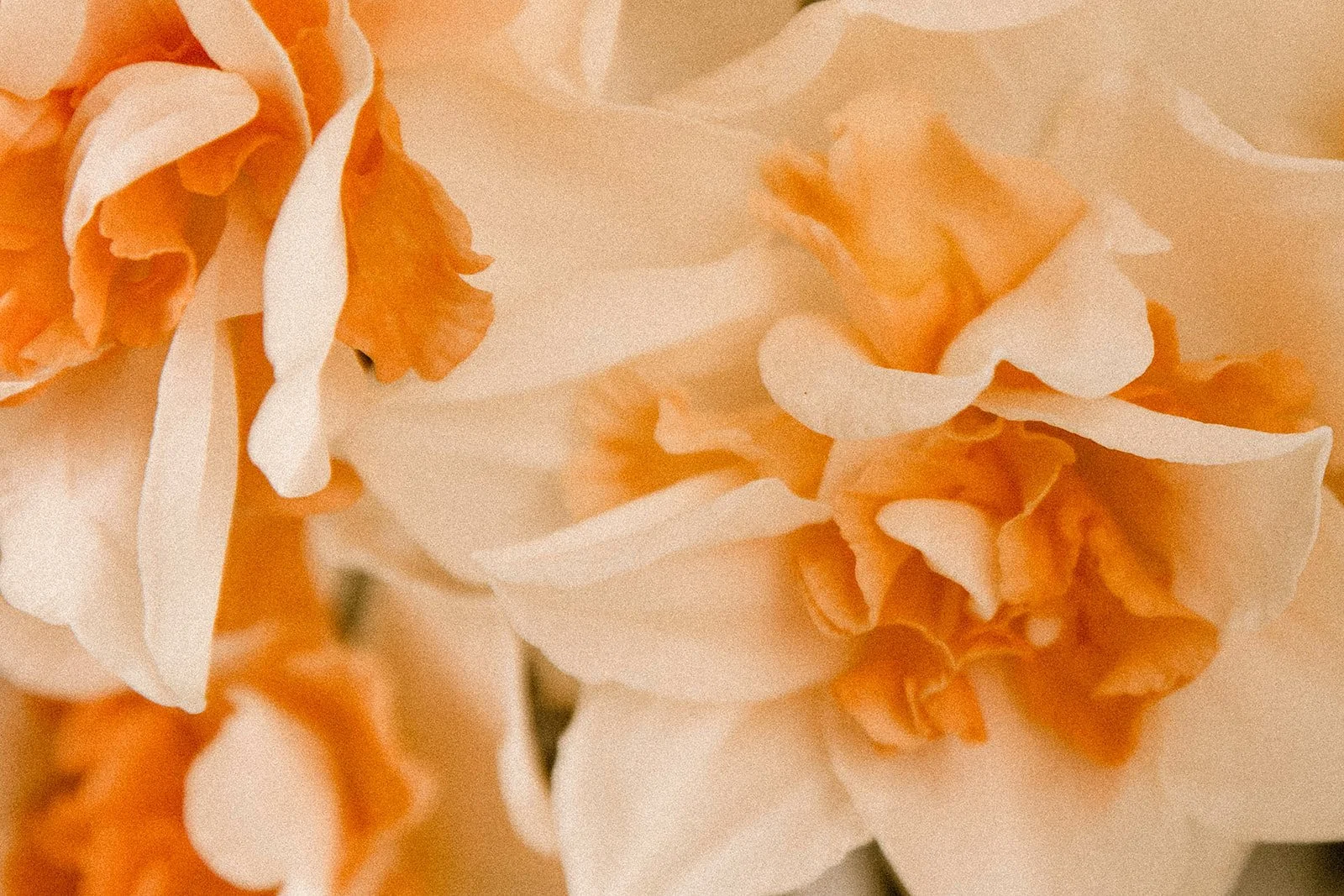 Fearless Florals Branding Group 3-49.jpg