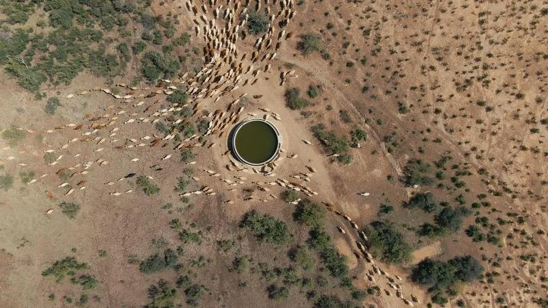 las-damas-ranch-chihuahua-mexico-drone-of-cows.jpg