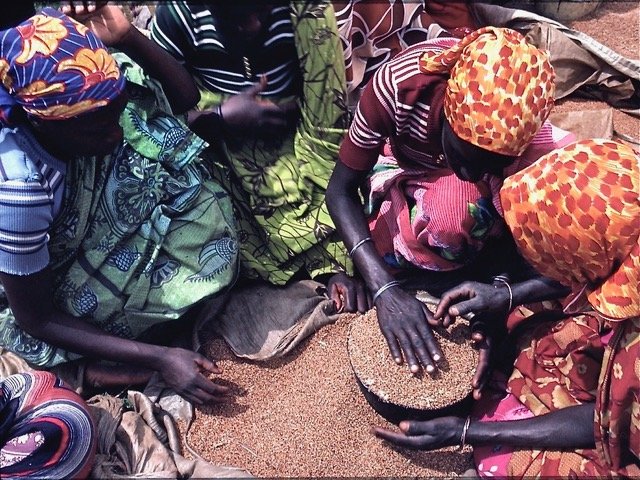 Sorting Sorghum.jpeg