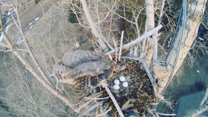 Owl eggs hatching any day now! Want to watch it happen? Sign up for our Live Owl Cam. Link in bio!
#4eggsinthenest 
#greathornedowls 
#owlets