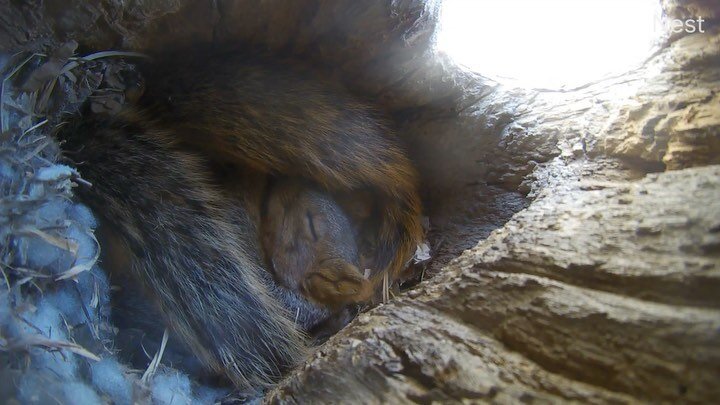 Everything I need to know, I learned by watching the Squirrel Cam at Dharma&rsquo;s Garden:

1. A nest is much cozier when you share it with your best friend.
2. If it&rsquo;s cold out, just stay in bed all day. It&rsquo;s warmer that way.
3. Be sure