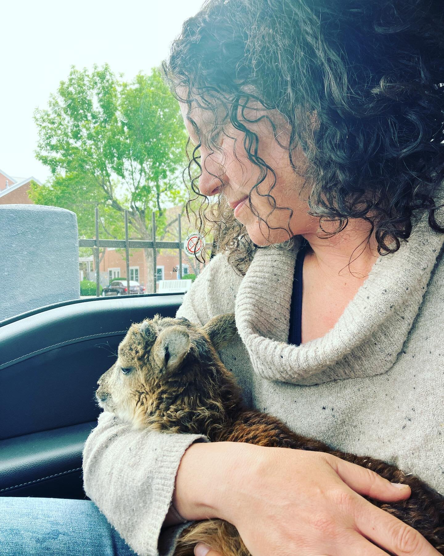 Meet Whisky, our littlest lamb! We have wanted to have sheep here for many years now, and finally it has happened. Had to drive all the way to Albuquerque to get these special sheep, but it was worth the trip. Whisky is a purebred Soay, an old world 