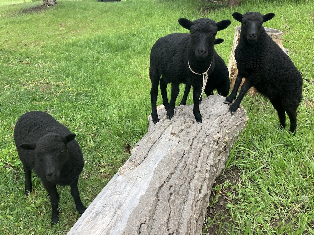 Grazing with Purpose:
Sheep as Stewards of Soil & Sustenance