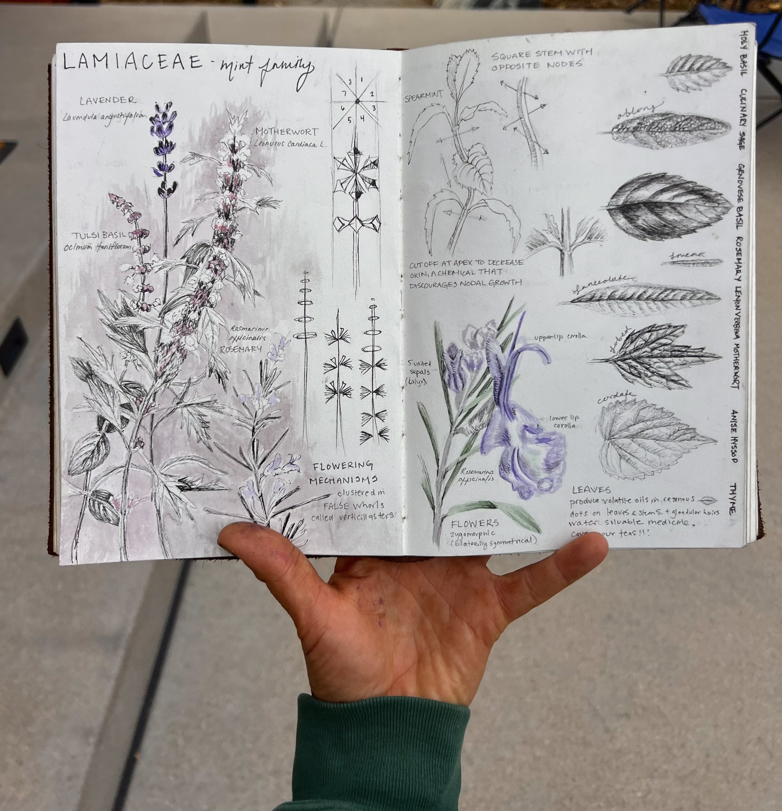 NATURE JOURNALING: Exploring the World with pen & Paper