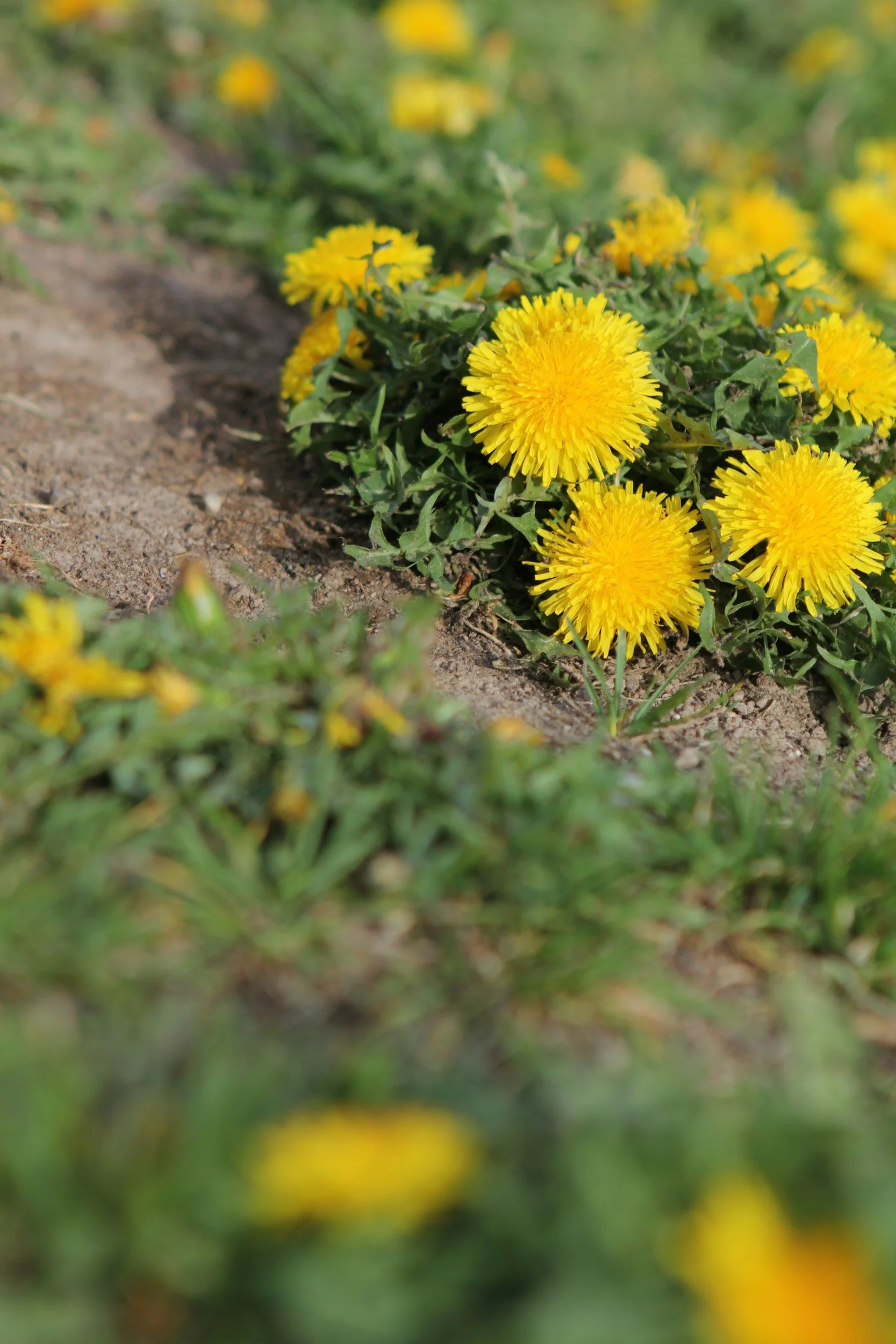 In the Weeds