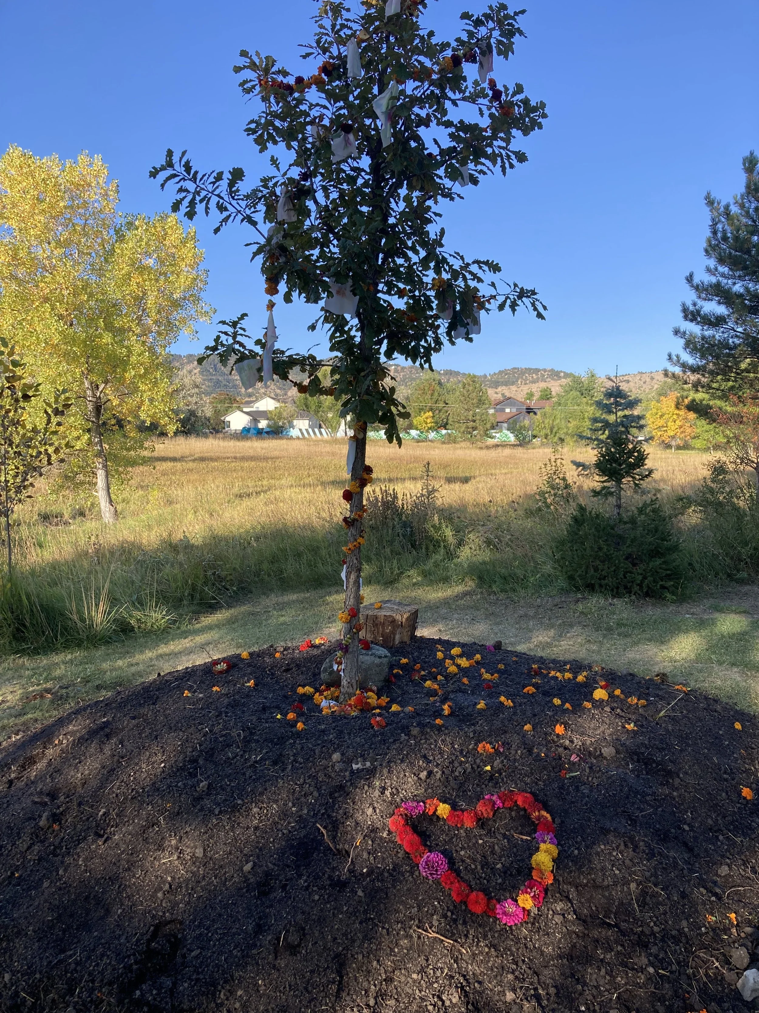 Dancing with the Wild