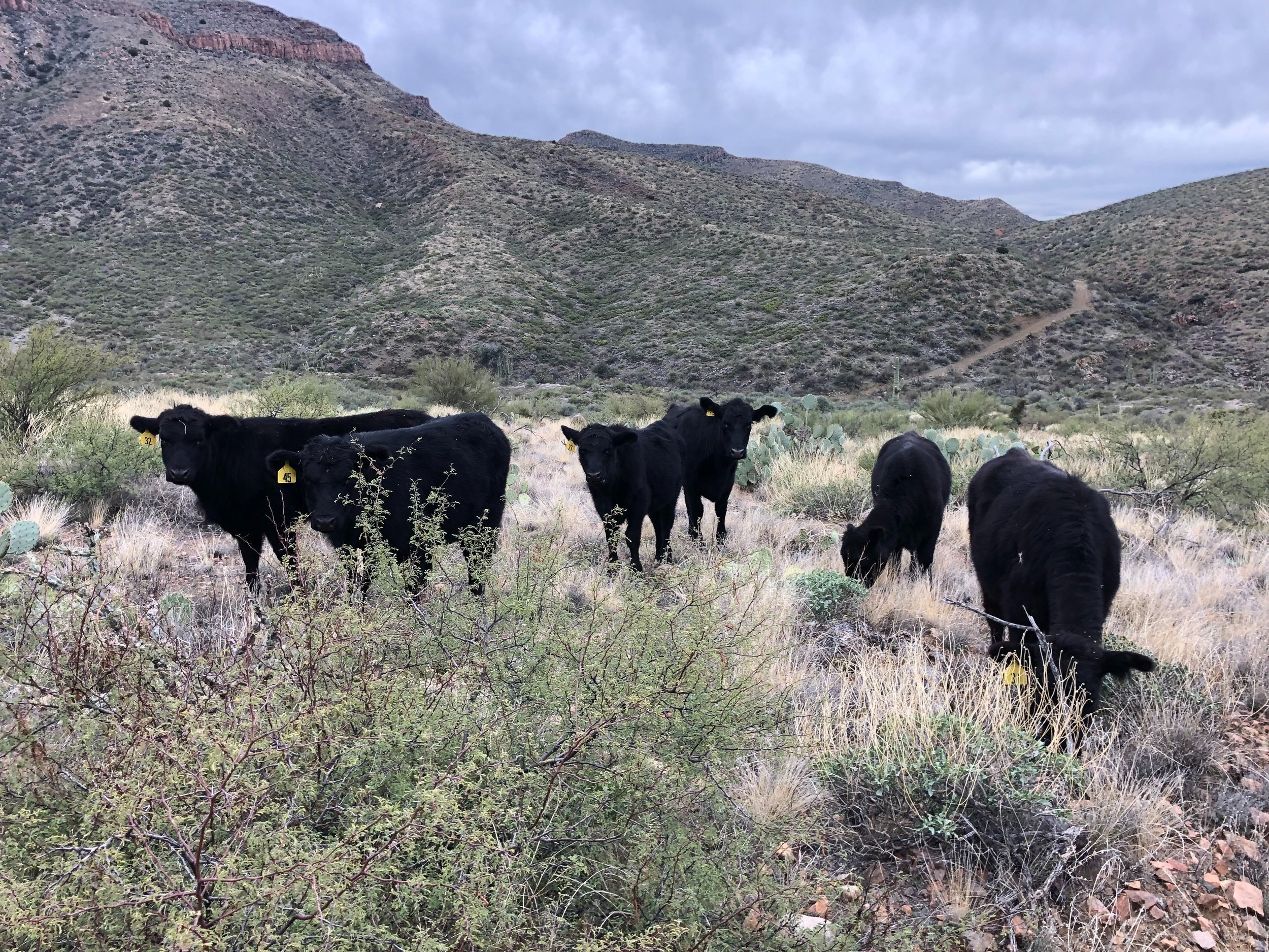 Easy Ranch Beef Arizona Aravaipa Canyon Ranch | All Natural Beef | Winkelman, AZ