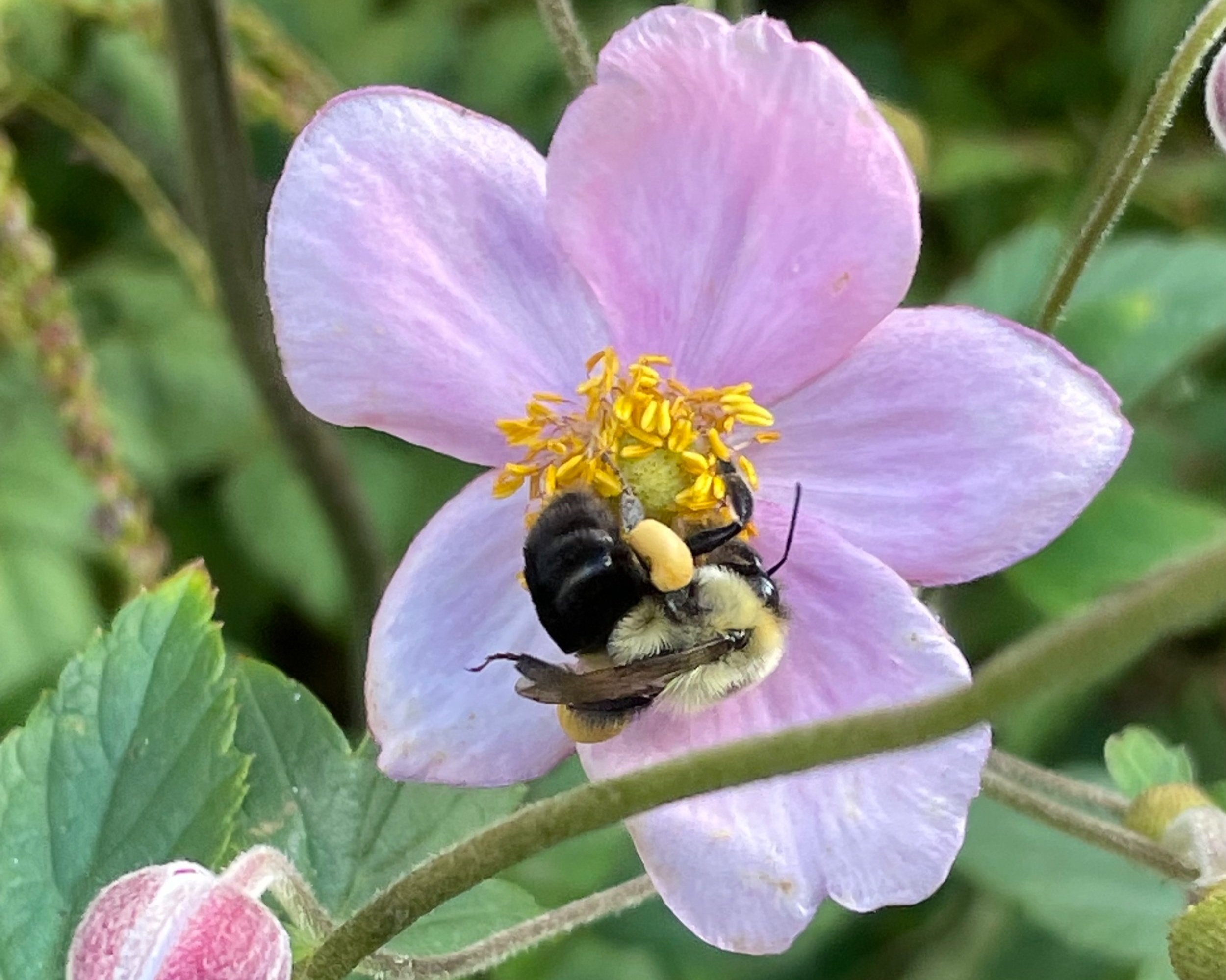 bumble+on+Anemone.jpg