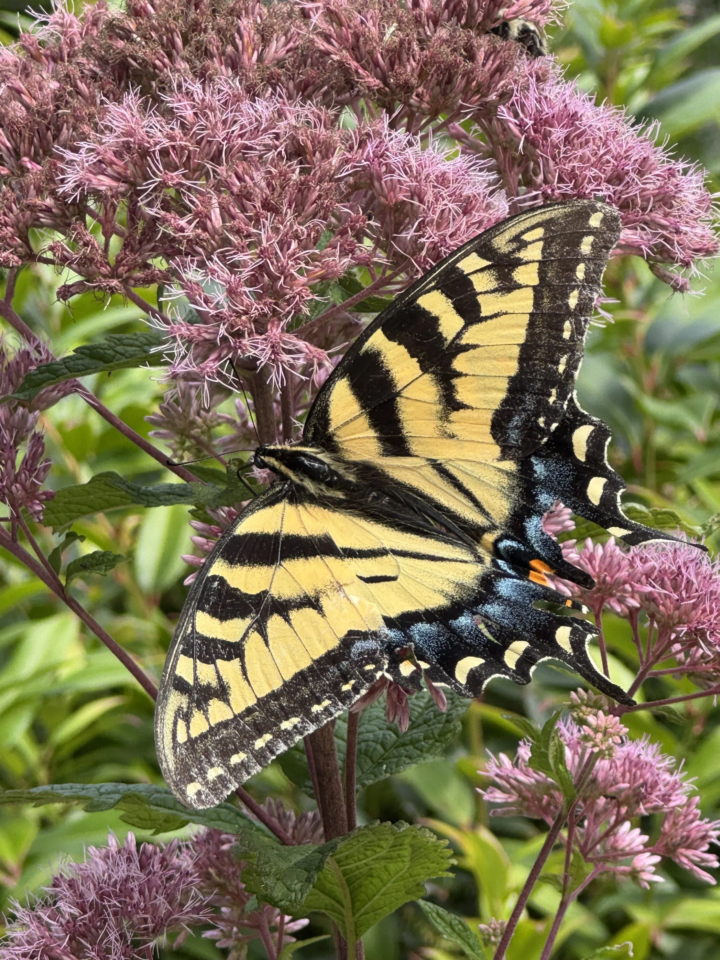 swallowtail on joepye.jpeg