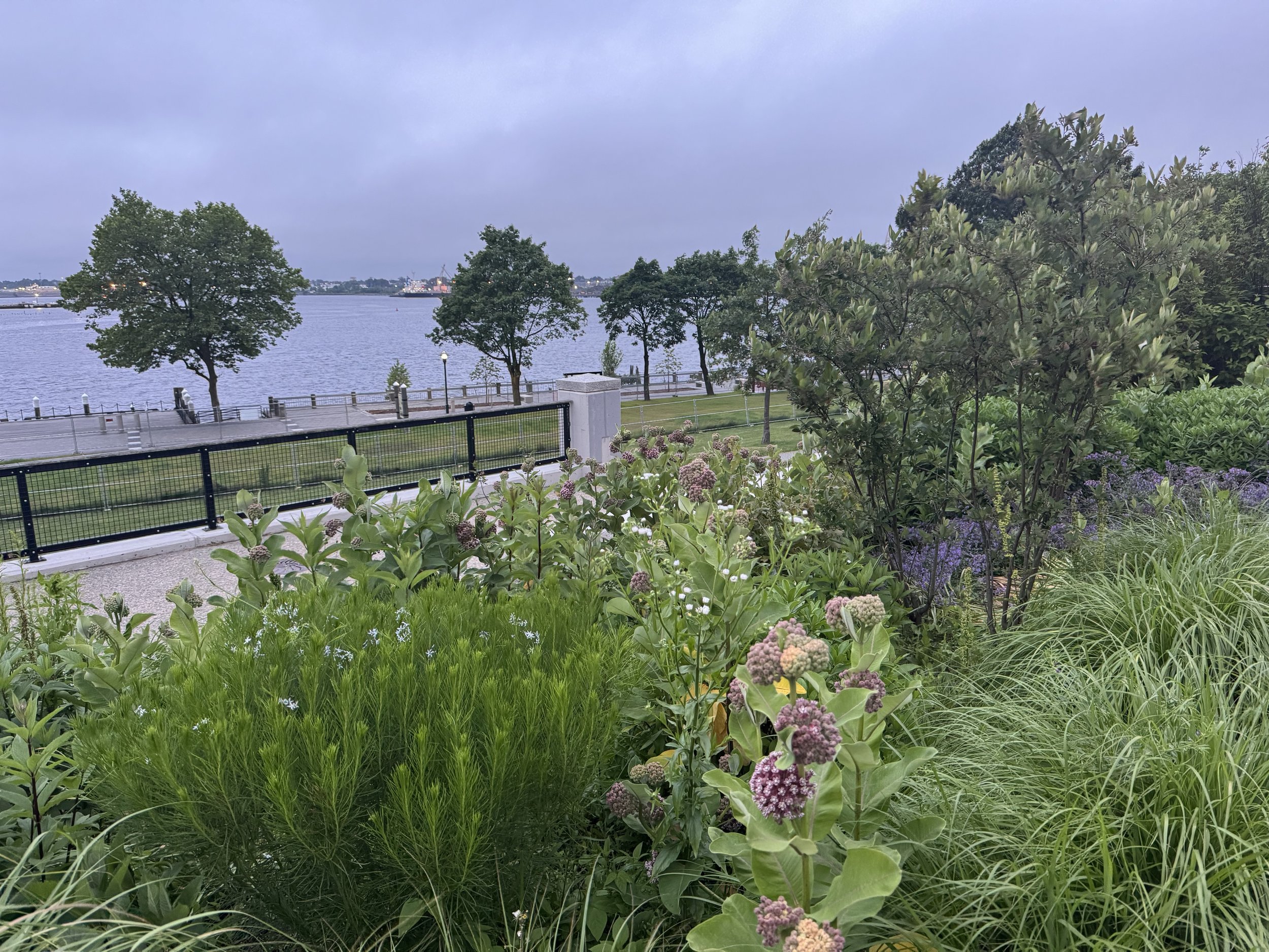 IPP dusk mid June.jpeg